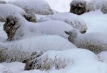 Veterinarii au recomandări de sezon pentru proprietarii de animale