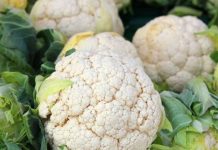 Olanda recrutează culegători de conopidă