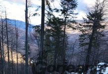 Anchetă la Obștea Peștișani