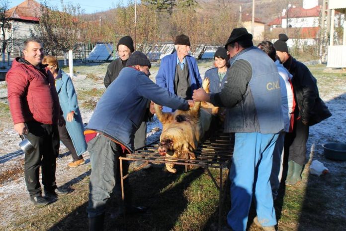 dgaspc taiere porc (3)