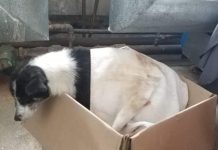 Jandarmii montani au salvat şase căţei din zăpadă! Mama puilor a avut o reacție emoționantă