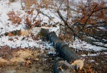 19 arbori, tăiați ilegal în comuna Plopșoru