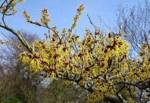 Nucul vrăjitoarelor (Hamamelis virginiana) – beneficii și proprietăți