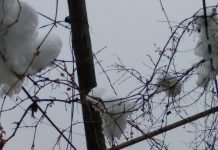 Stâlpul rupt de la Călugăreni face Crăciunul în aceeași poziție!