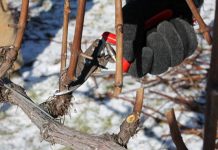 Tăierile tehnologice la vie