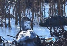 Pompierii din Târgu-Jiu, chemați din nou să salveze o lebădă