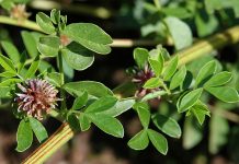 Lemn-dulce (Glycyrrhiza glabra) – beneficii şi proprietăţi