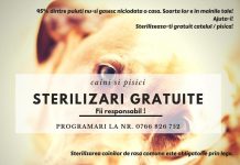 O nouă campanie de sterilizări gratuite, demarată de Asociația Pro Animals