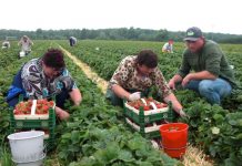 Suedia recrutează culegători de căpșune