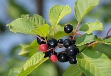 Cruşin (Rhamnus frangula) – beneficii şi proprietăţi