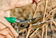 Lucrări agricole în repausul vegetativ