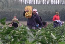 Noi joburi în agricultura din Olanda