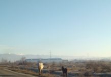 Cai lăsaţi liberi pe centura municipiului
