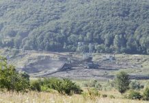 CEO taie zece hectare de pădure