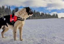 Recco de la Salvamont Gorj, la antrenament în masivul Făgăraş