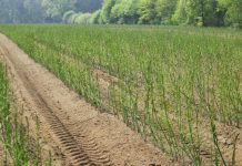 Olanda caută muncitori la cules de sparanghel