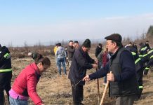 FOTO: Acțiune de plantare în Poiana Narciselor