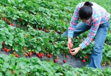 O nouă selecţie pentru căpşunari!