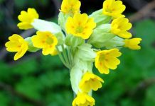 Ciuboțica cucului (Primula veris)- beneficii şi proprietăţi