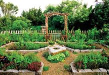 Rotația culturilor legumicole