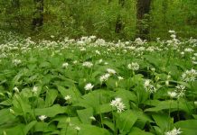 Leurda (Allium ursinum) – beneficii şi proprietăţi