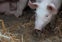 Autorizarea la plată a fermierilor, demarată de APIA