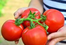 Programul „Tomata” a atras 29 de solicitanţi în Gorj