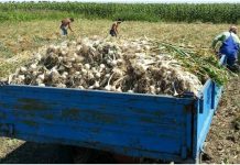 Fermierii au verde la ajutorul de minimis pentru producţia de usturoi