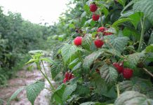 Anglia recrutează culegători de zmeură şi căpşune