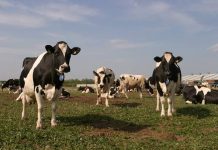 APIA efectuează plata ajutorului de stat pentru ameliorarea raselor de animale