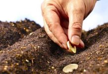 APIA: Stadiul depunerii cererilor unice de plată