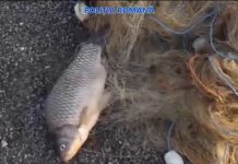 Cercetați după o partidă ilegală de pescuit