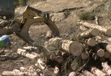 Un pădurar al Ocolului Silvic Runcu i-a tăiat unui octogenar peste o jumătate de hectar de pădure! Din ,,greșeală”!