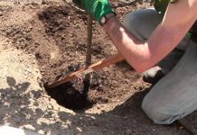 Agricultura pe înțelesul tuturor – Cum trebuie plantaţi pomii fructiferi