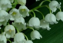 Lăcrămioară (Convallaria majalis) – beneficii şi proprietăţi