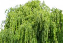 Salcia (Salix alba) – beneficii şi proprietăţi