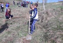 Elevii Școlii Gimnaziale Logrești, la plantat de salcâmi în Bustuchin