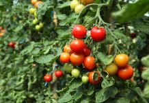 16 cultivatori de tomate vor subvenţii de la Direcţia Agricolă Gorj
