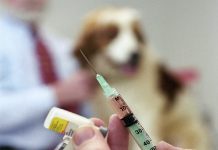 DSV Gorj cumpără vaccinuri de 255 mii de lei