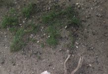 DOSARUL BRACONIERILOR! – O plasă cu căpățâni de căprioară, intrate în putrefacție, aruncate în curtea unui localnic din Licurici! Poliția de la Târgu-Cărbunești face cercetări