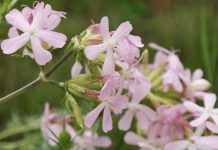 Săpunărița (Saponaria officinalis) – beneficii și proprietăți