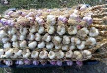 Trei cultivatori de usturoi din Gorj, în cursa pentru 3.000 de euro