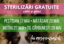 Campanii de sterilizări pentru patrupede în mai multe localități din județ