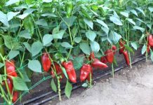 Olanda caută culegători de ardei