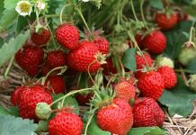 Olanda recrutează culegători de căpșune