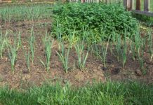 Agricultura pe înțelesul tuturor – Vine vara secetoasă, Cum să ne protejăm culturile de legume