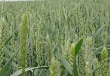 Agricultura pe înțelesul tuturor – Erbicidarea cerealelor păioase în primăvară ploioasă