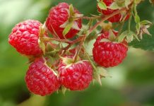 Zmeurul (Rubus idaeus) – beneficii şi proprietăţi