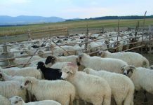 Subvenţie dublă pentru oieri