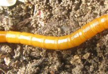 Agricultura pe înțelesul tuturor – O problemă serioasă – viermii sârmă